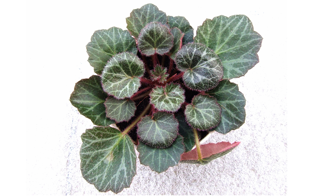 pianta di saxifraga.