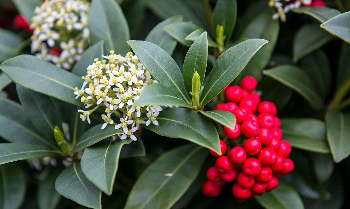 Skimmia japonica