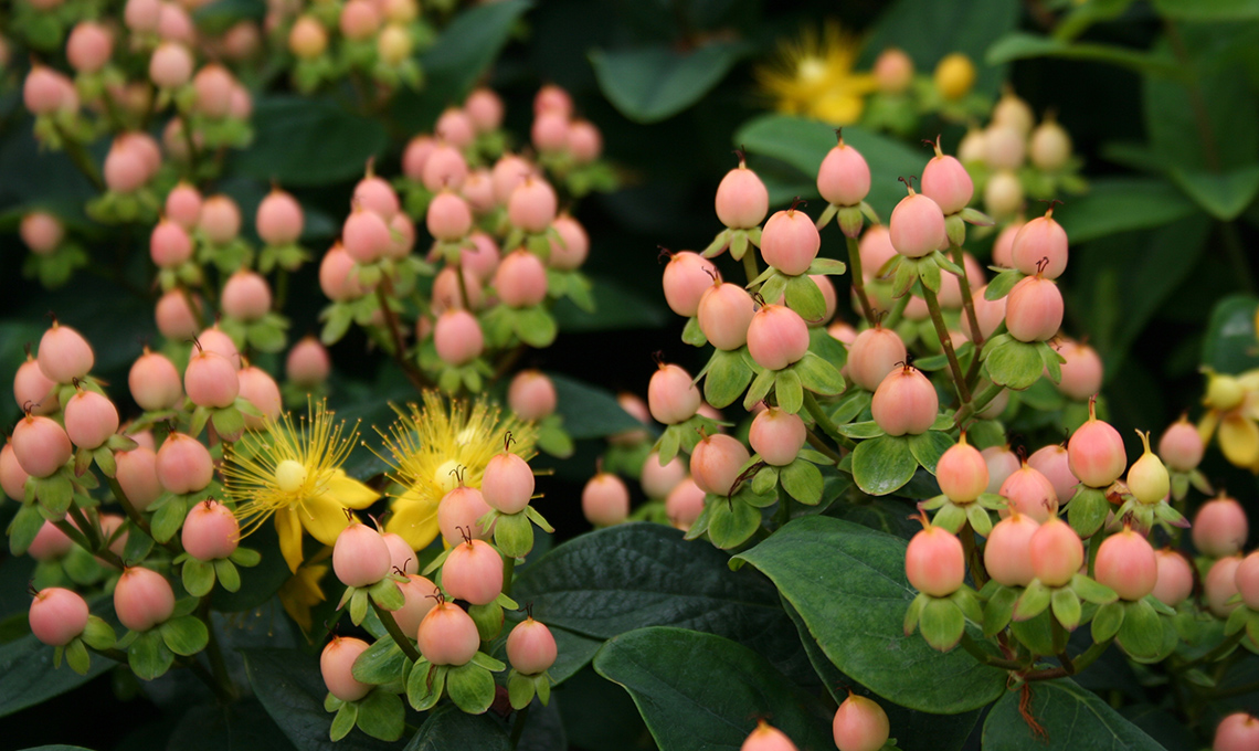 bacche hypericum