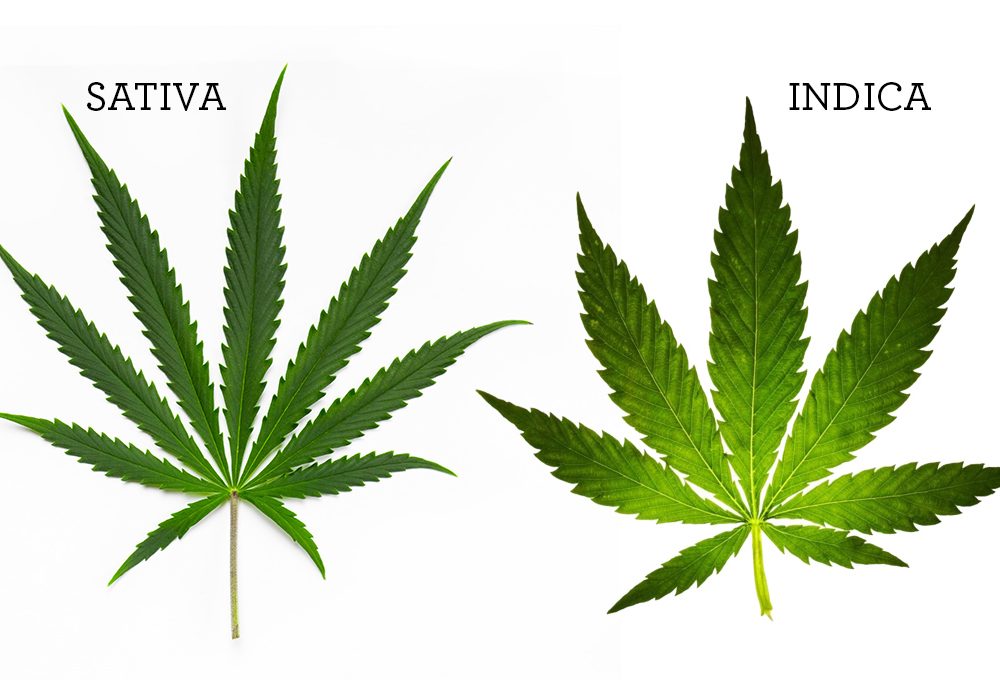 12 prodotti realizzati in fibra di canapa