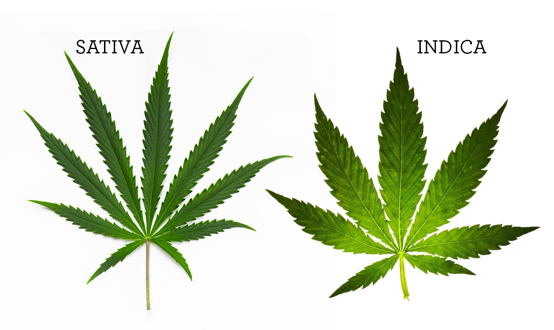 canapa sativa e indica