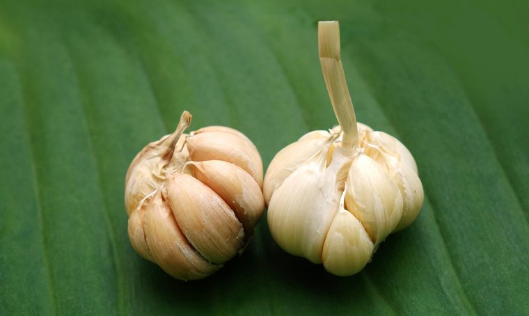 Come piantare e coltivare l’aglio