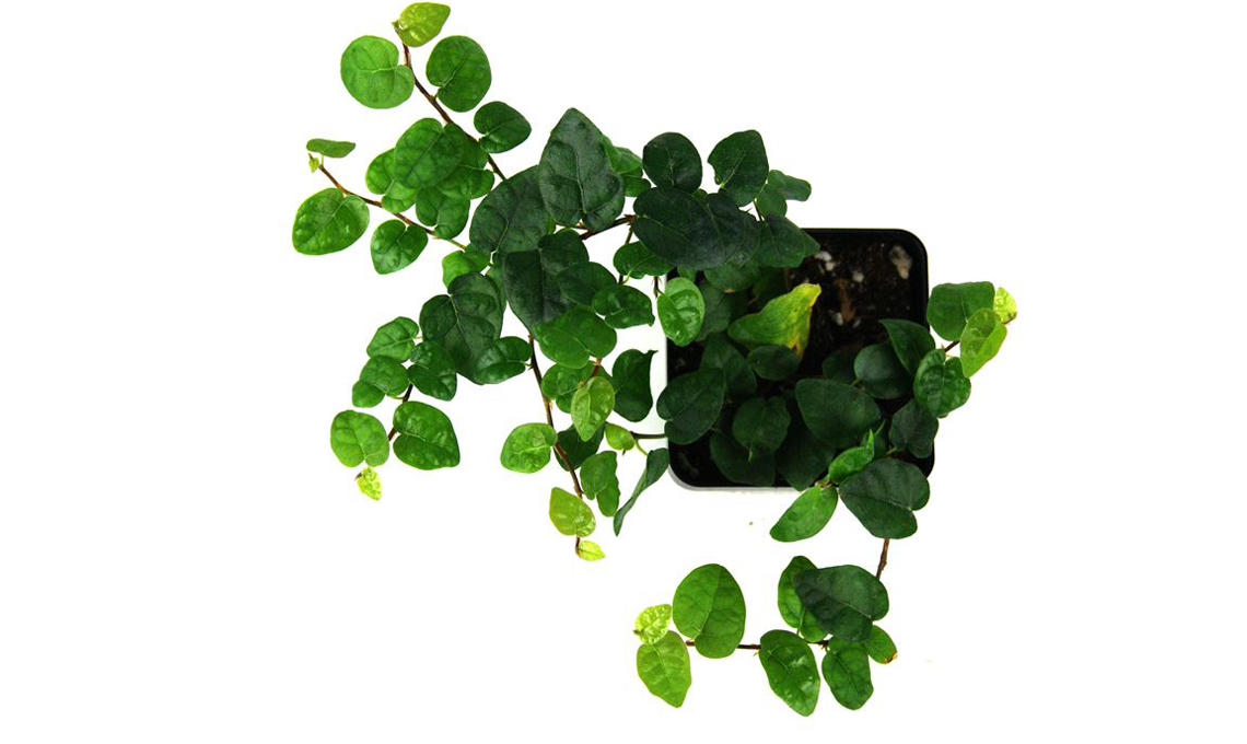 Ficus pumila repens.