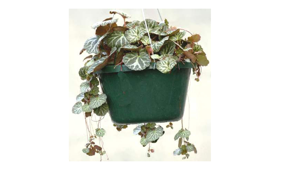 Saxifraga pianta.