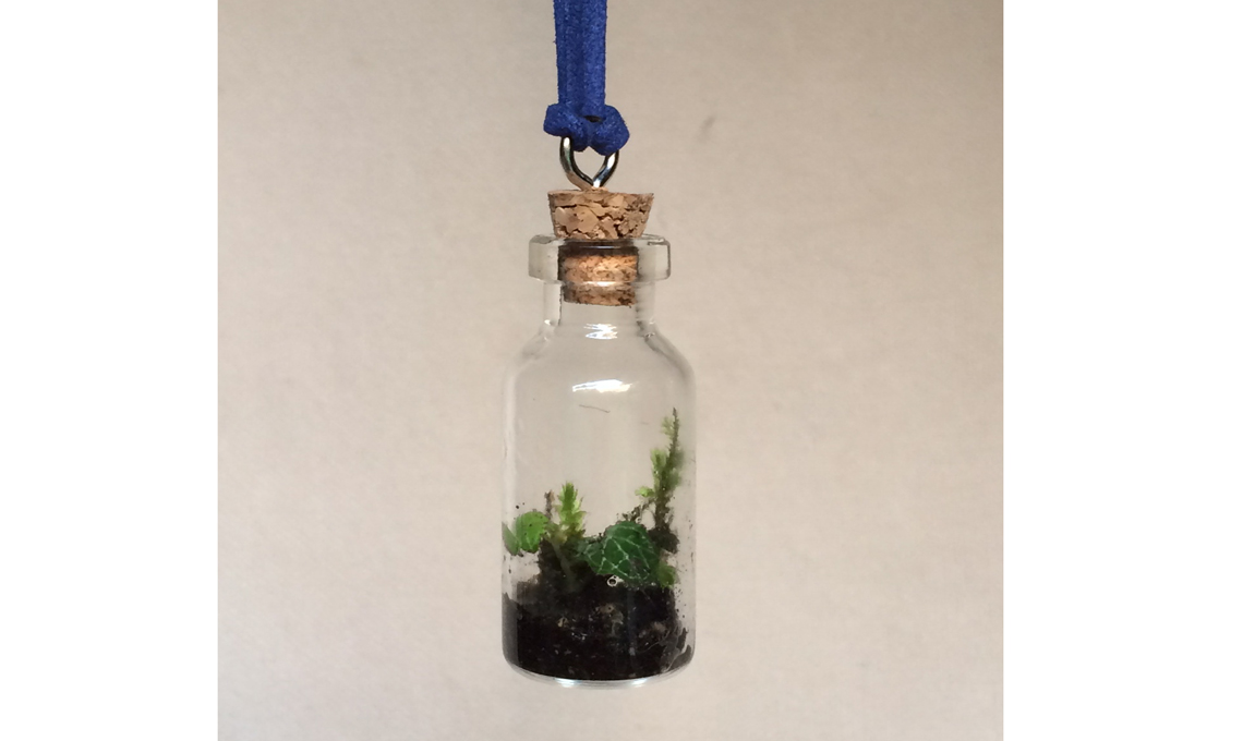 Mini bottiglie con piante.