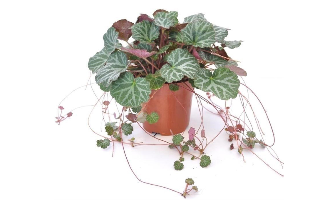 Saxifraga pianta