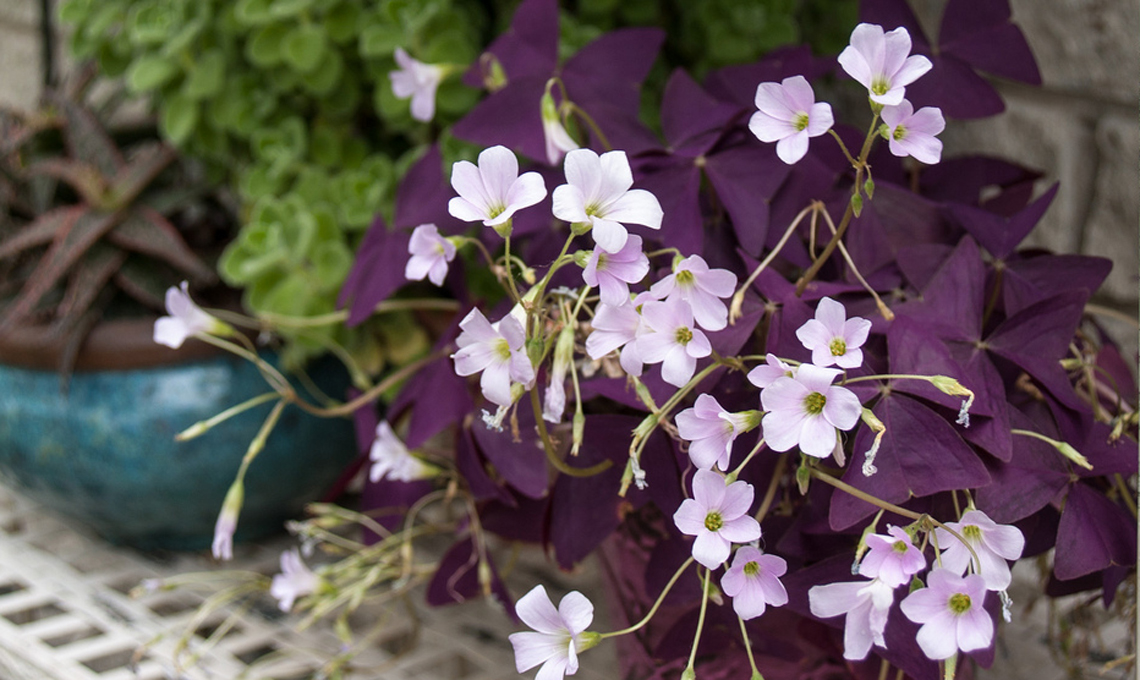 Oxalis triangilaris