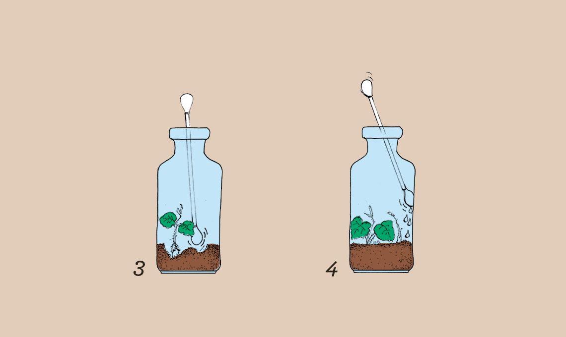 come fare mini terrario