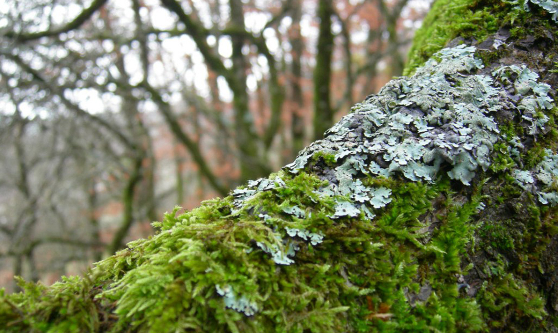 Muschi e licheni