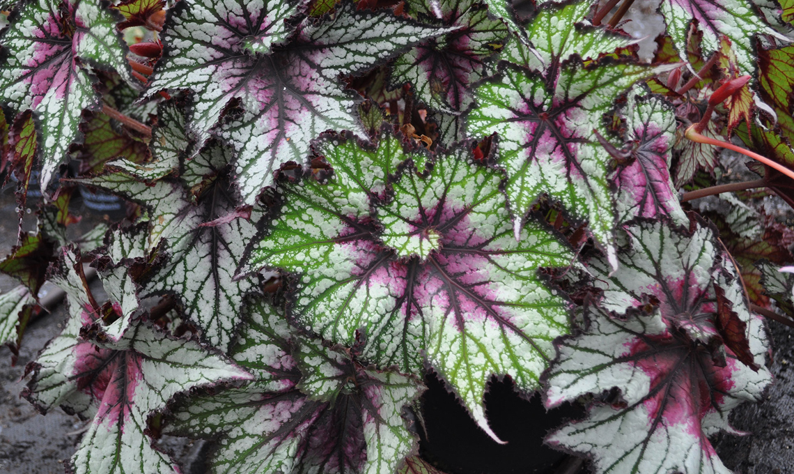 Begonia