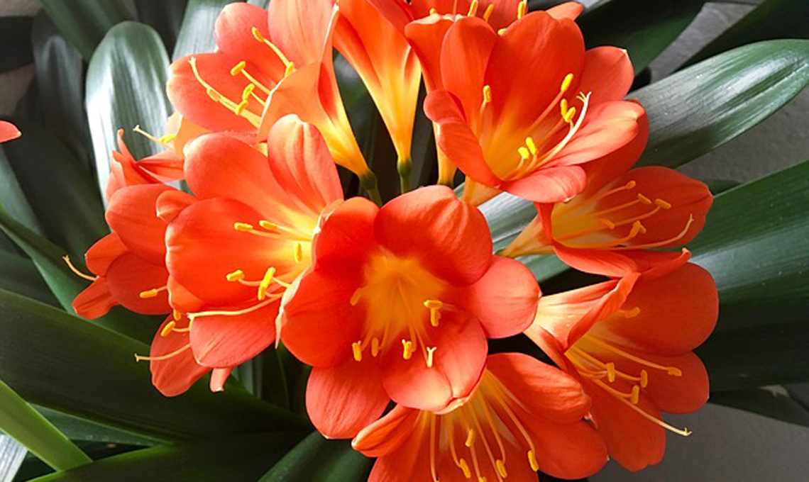 Pianta clivia