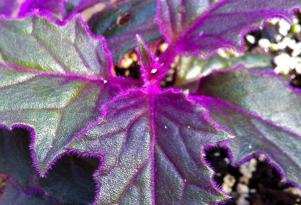 Piante dalle foglie viola: 9 tipi