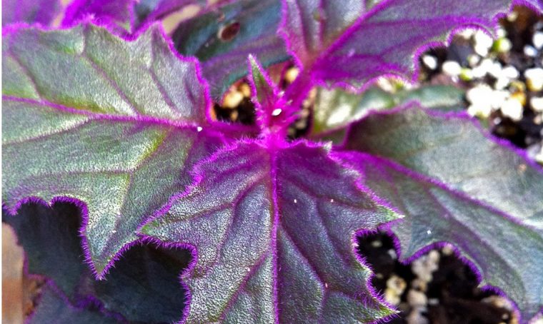 Piante dalle foglie viola: 9 tipi
