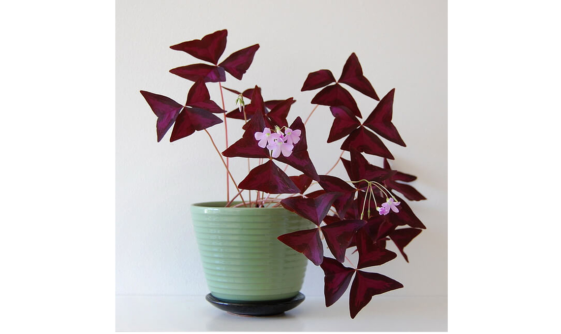 pianta Oxalis