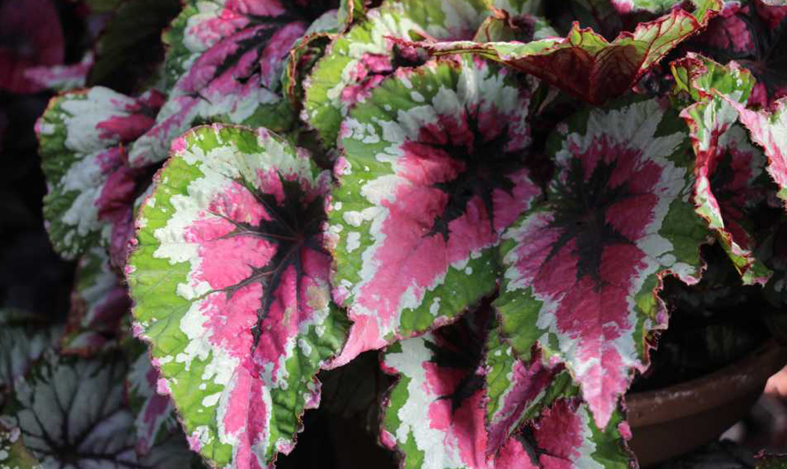 Pianta Begonia.