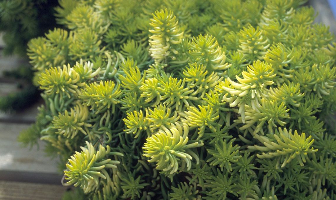 Pianta Sedum