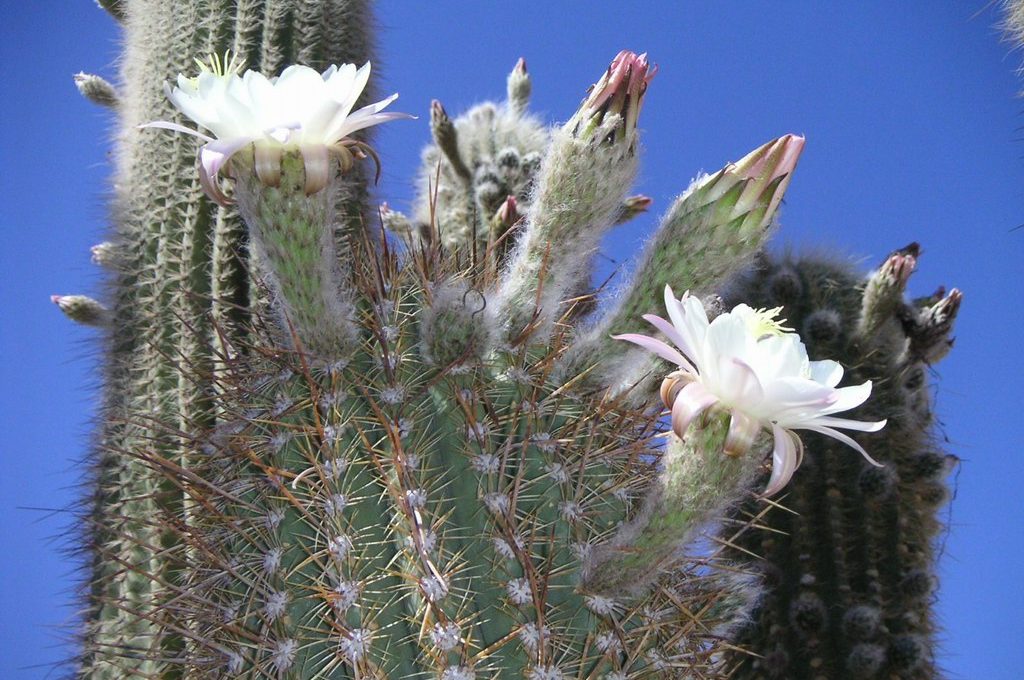 Pianta Cactus.