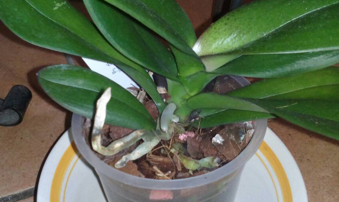 gorchidea germogli