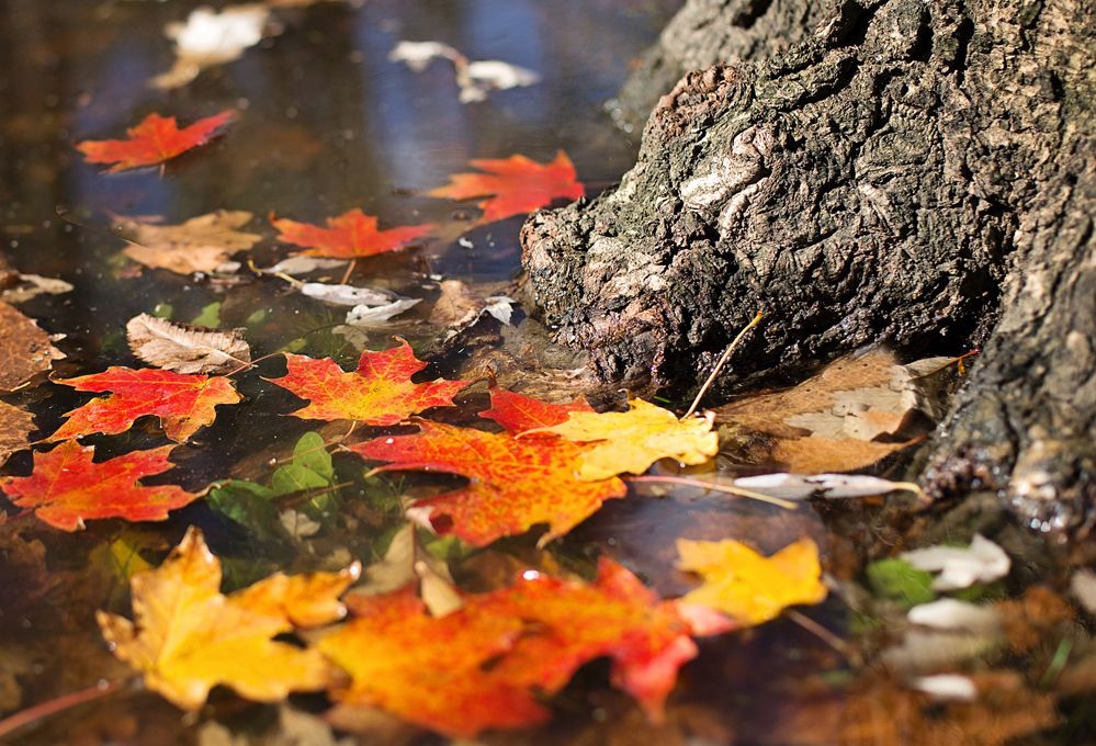 Risparmia fatica: non raccogliere le foglie secche