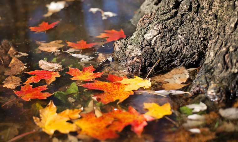 Risparmia fatica: non raccogliere le foglie secche