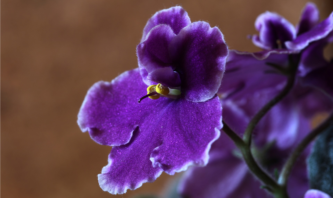 violetta africana