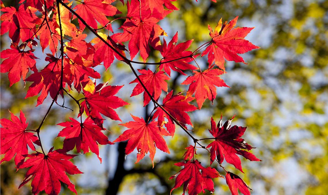 Foliage