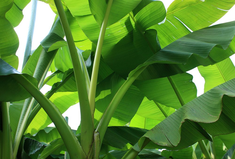 Banano, come proteggerlo dal freddo