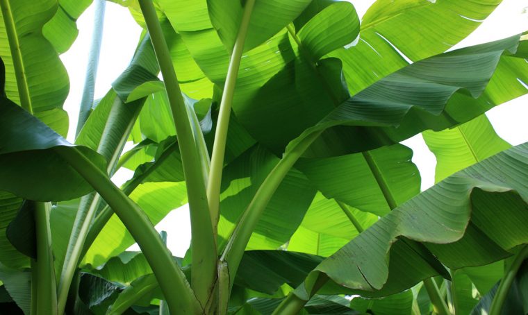 Banano, come proteggerlo dal freddo