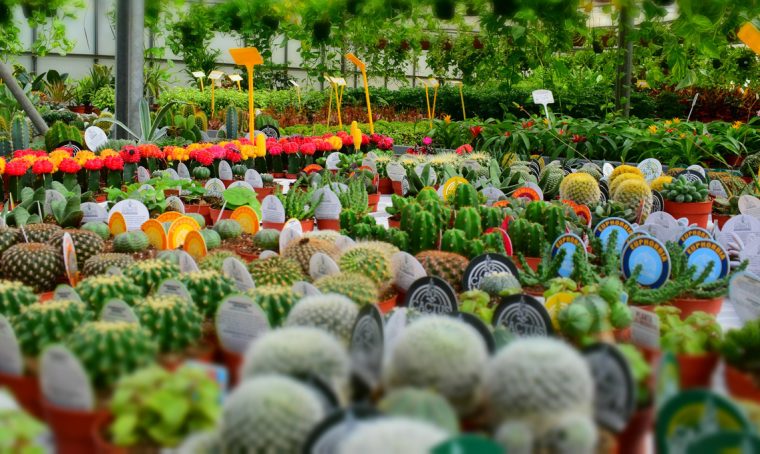 Fiori e piante in mostra a novembre