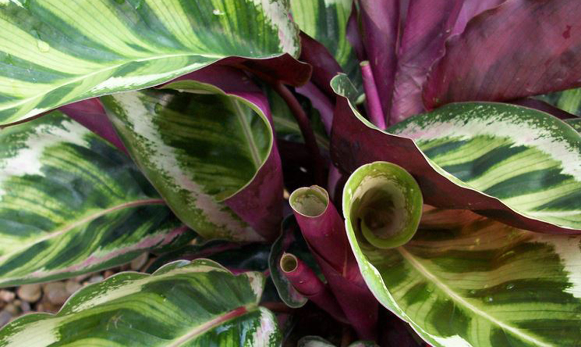 Pianta Calathea.
