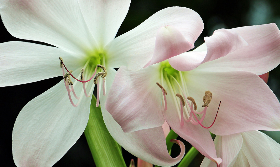 Amaryllis