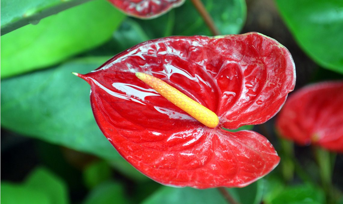 Pianta anthurium.