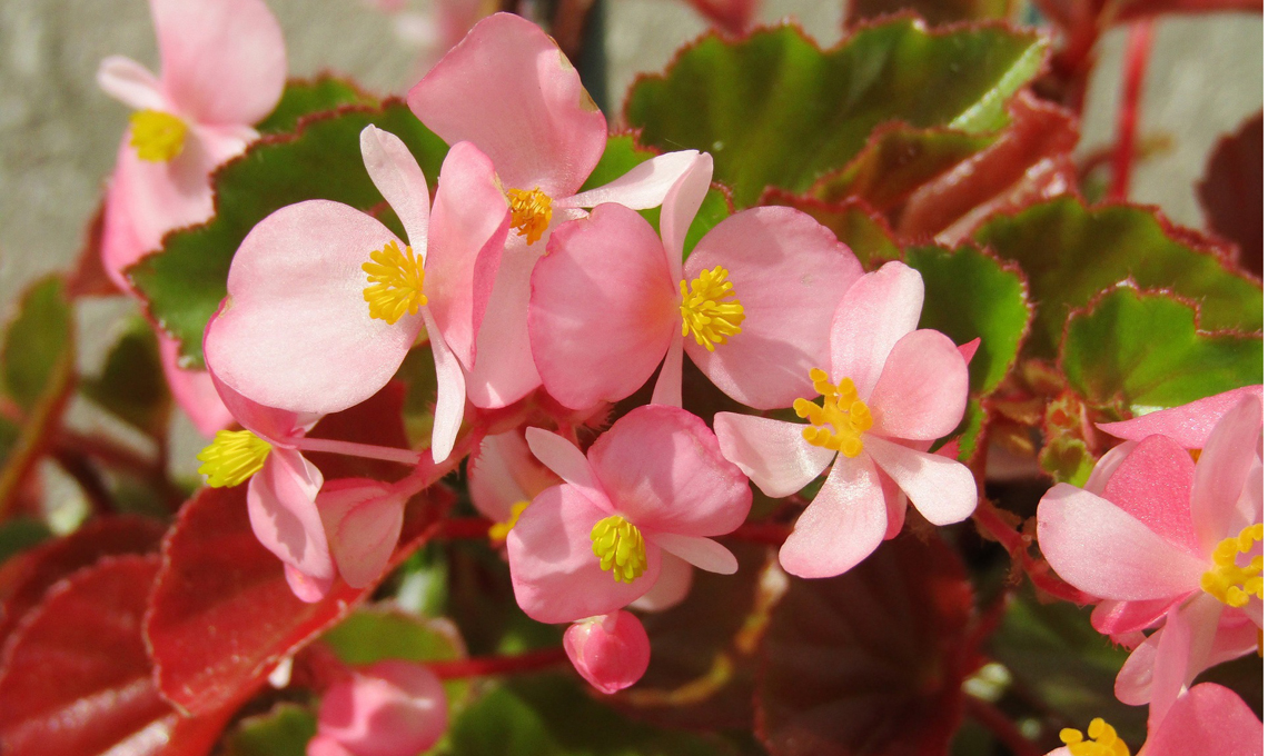 Pianta begonia.