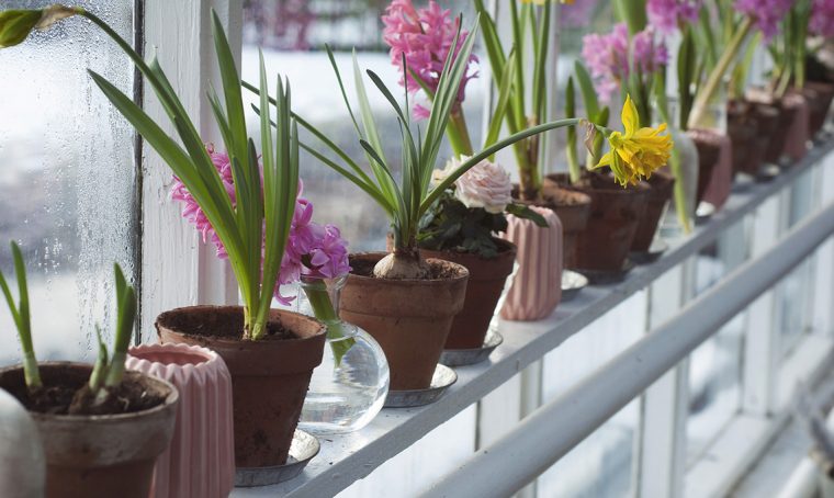 Bulbi invernali: come farli fiorire in casa