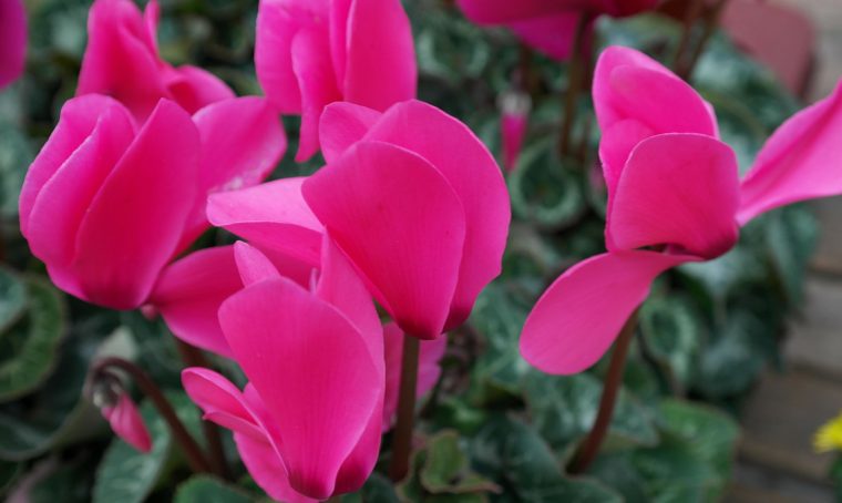 Fiori da appartamento: guida alla scelta