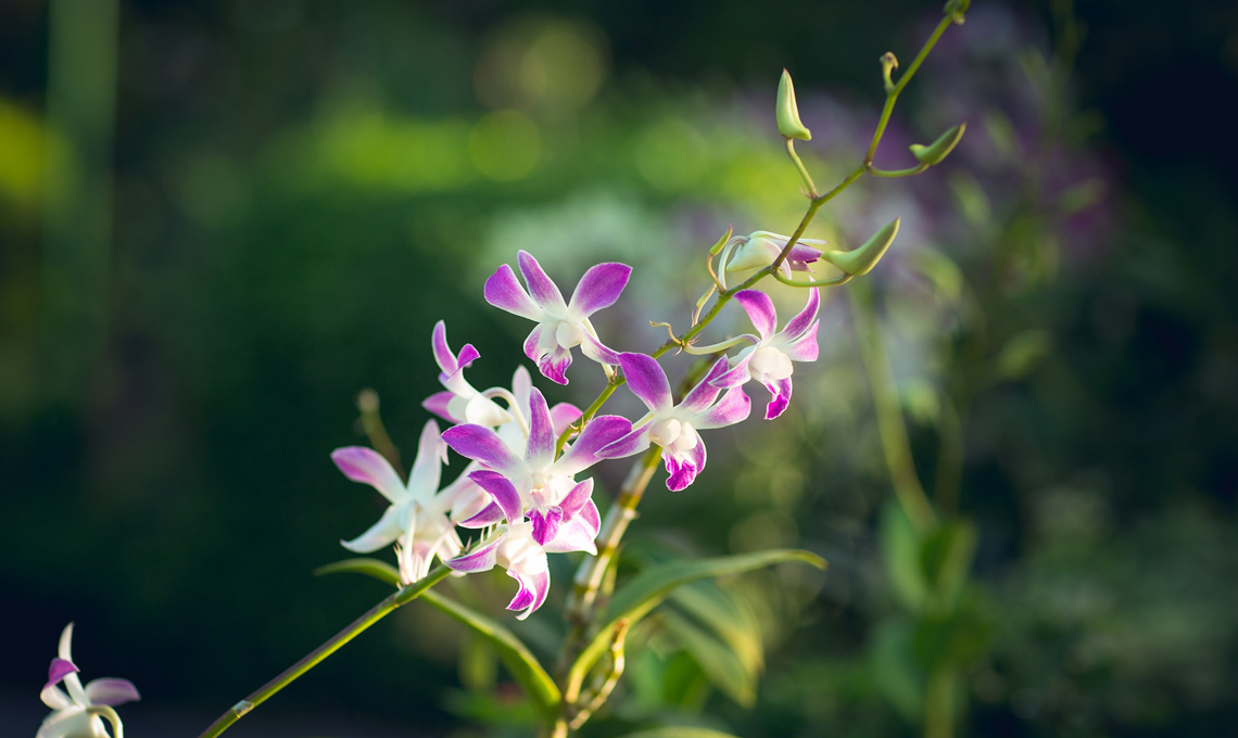 Orchidea fioritura