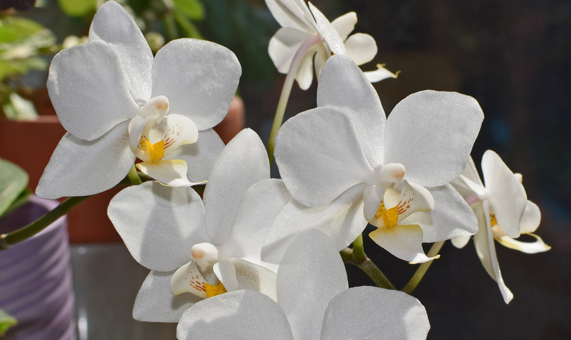 orchidea phalaenopsis