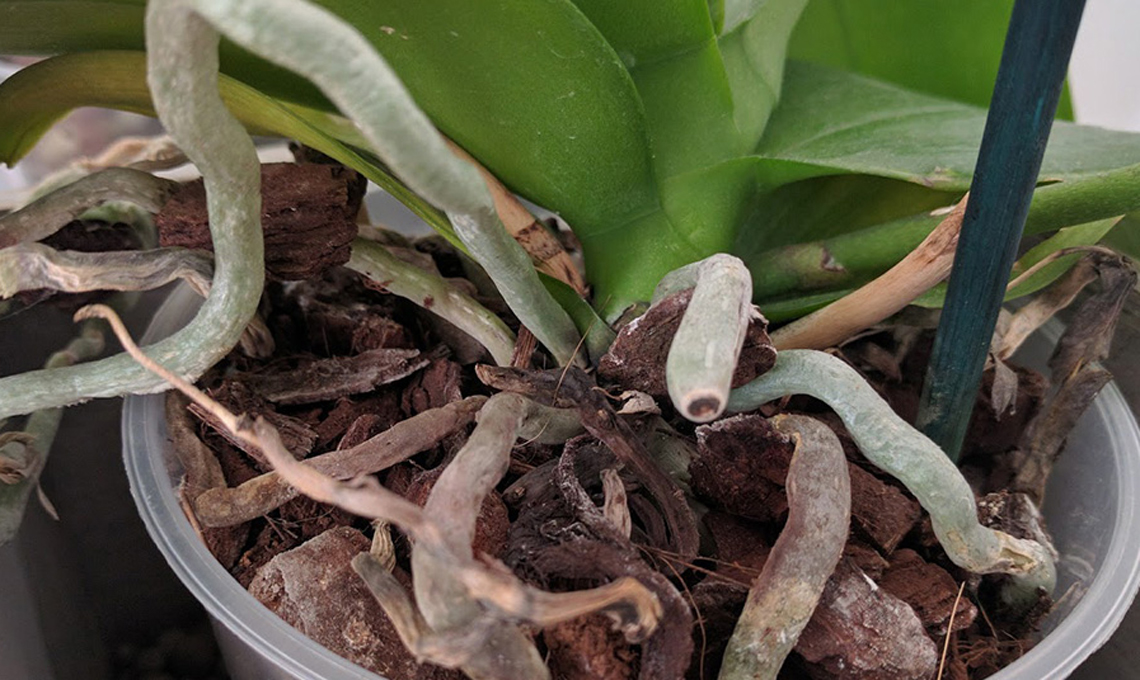 Orchidea consigli