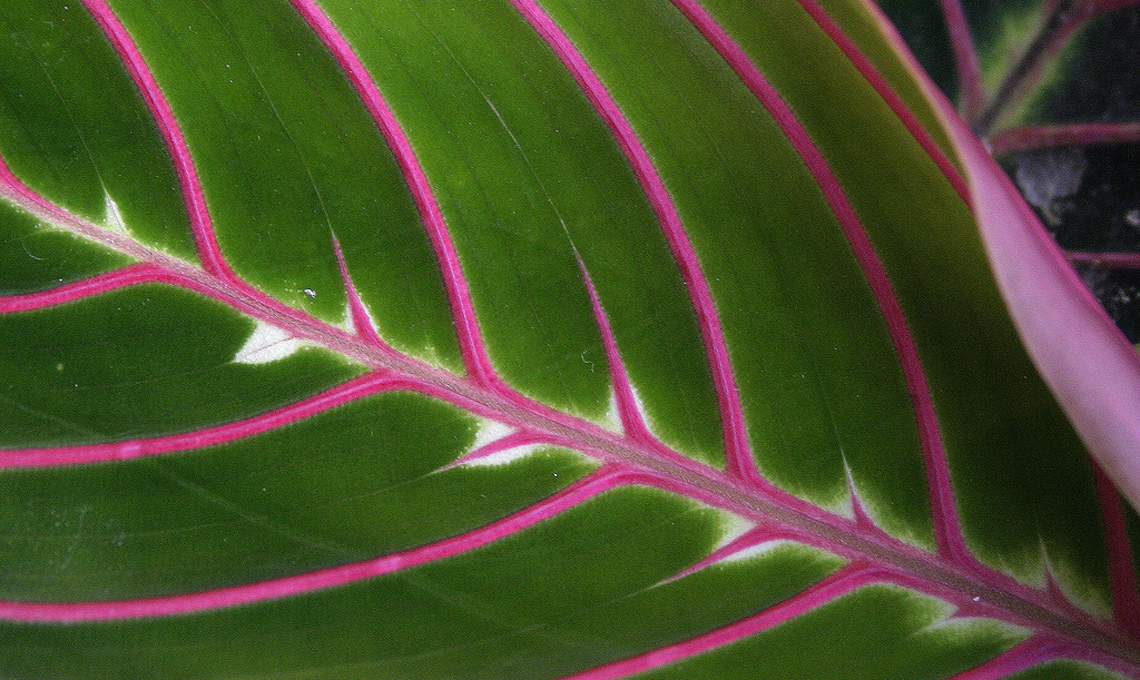 Pianta maranta