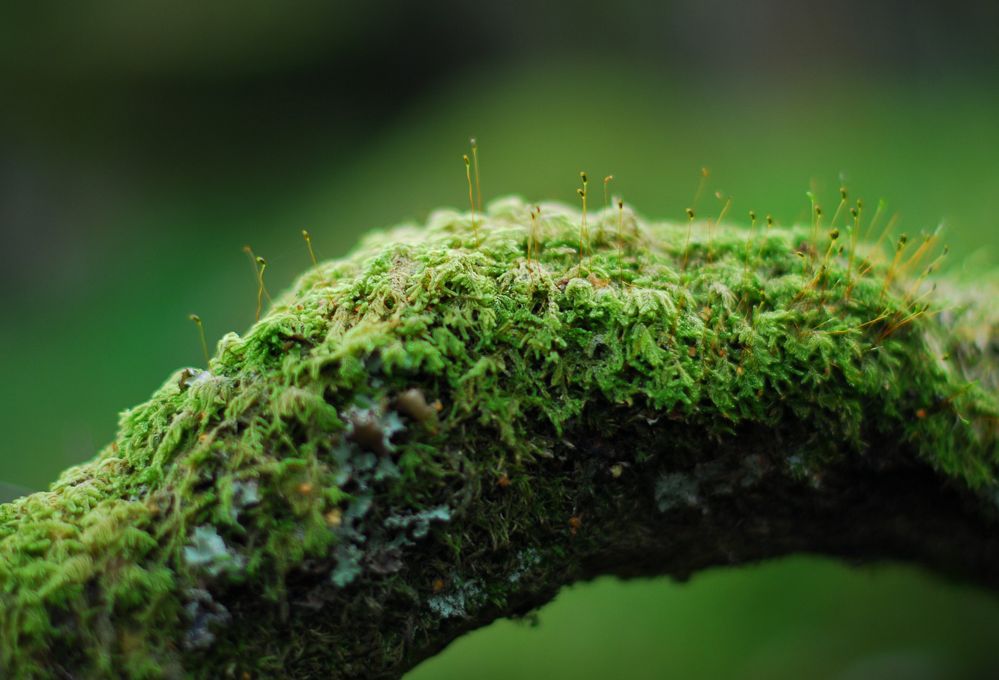 Cura delle piante prima dell’inverno