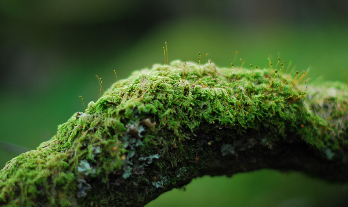 Muschio piante
