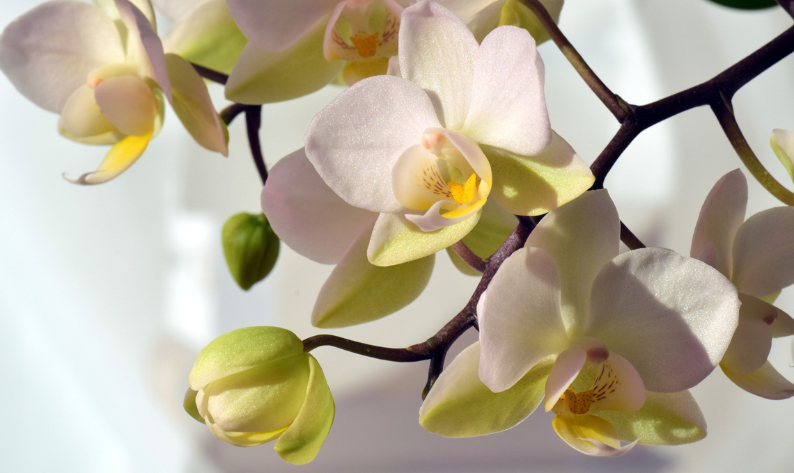 Orchidea