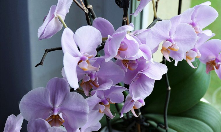 Come far rifiorire le orchidee