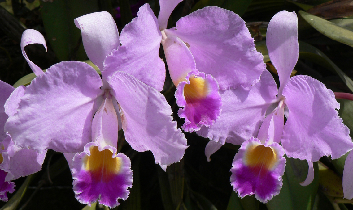 Orchidea