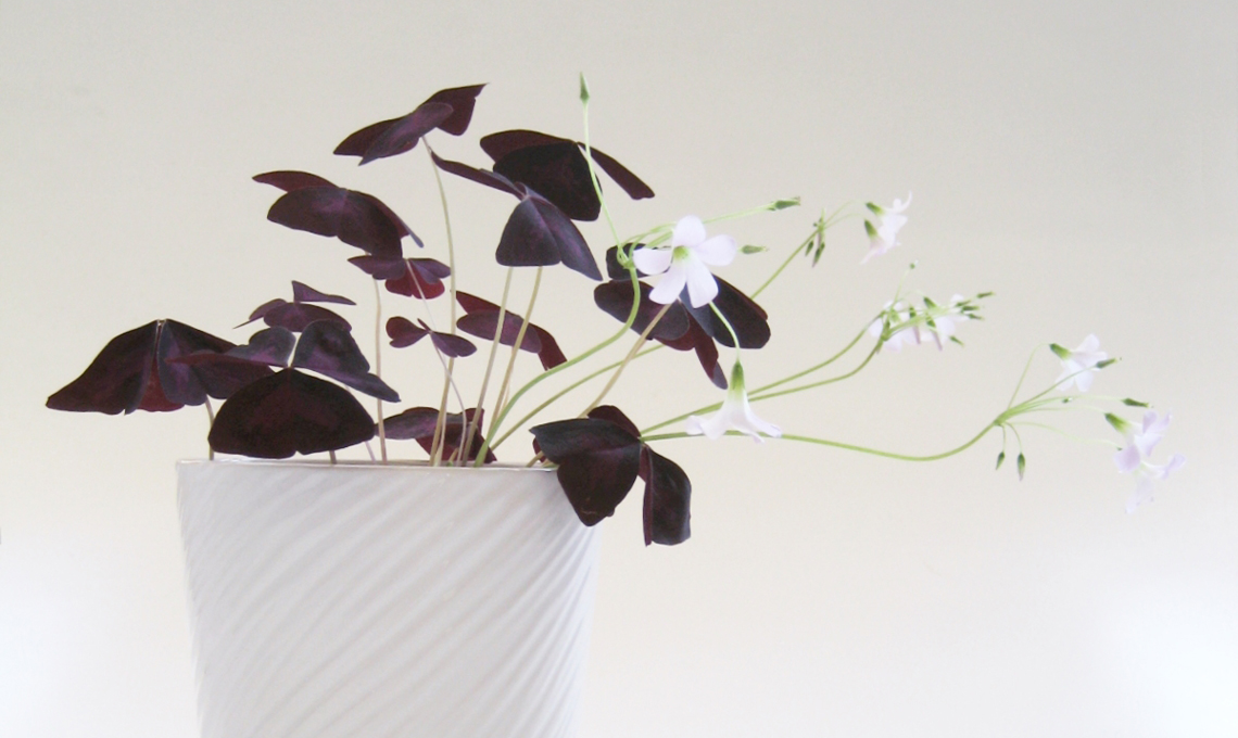 Pianta oxalis.