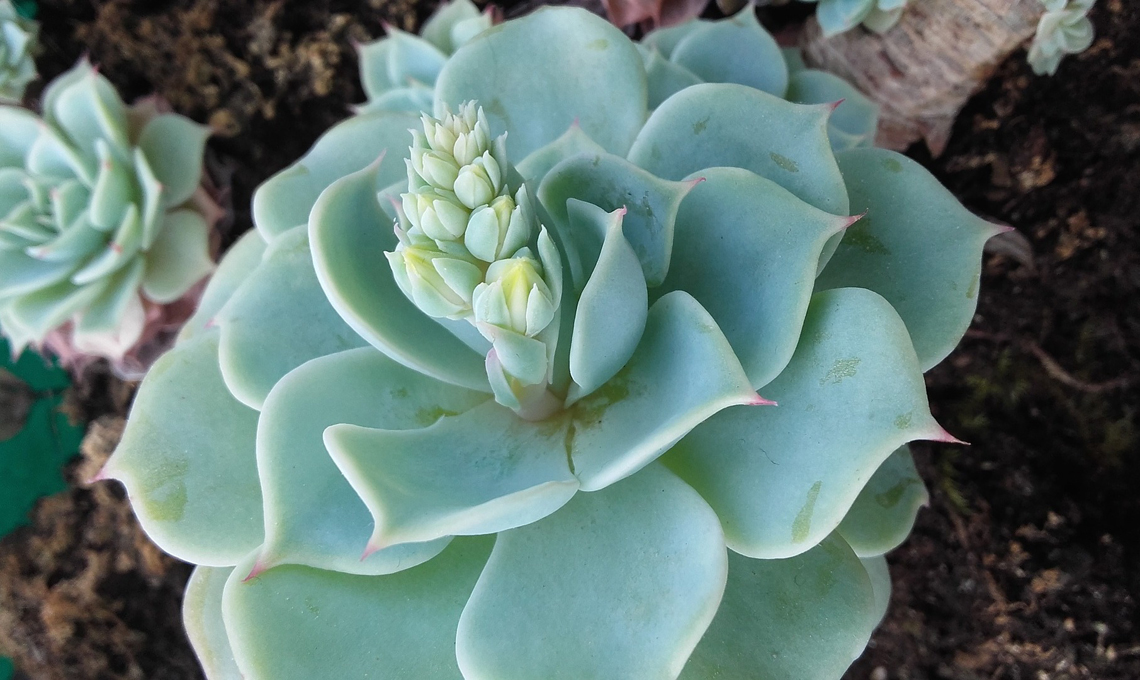 Pianta Echeveria.