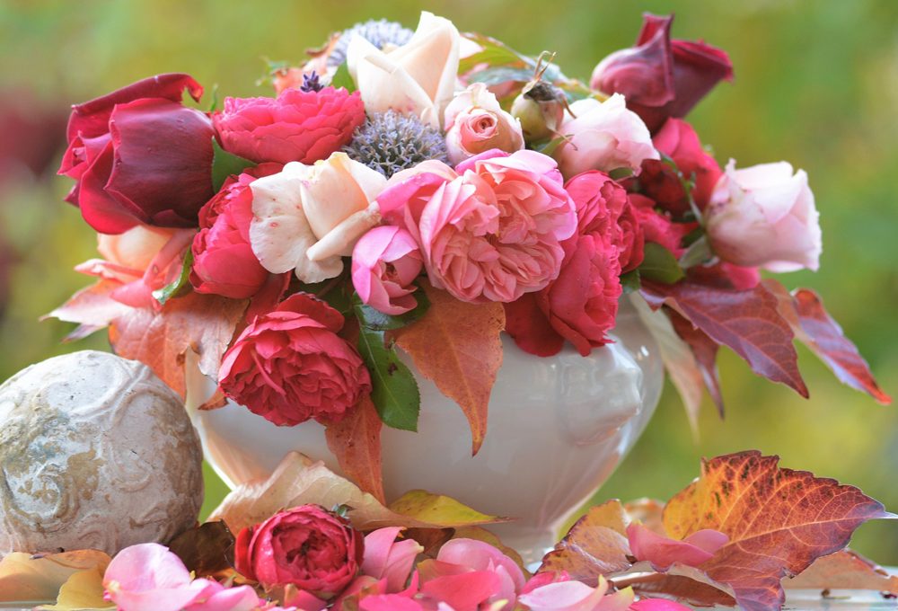 Come far durare le rose recise