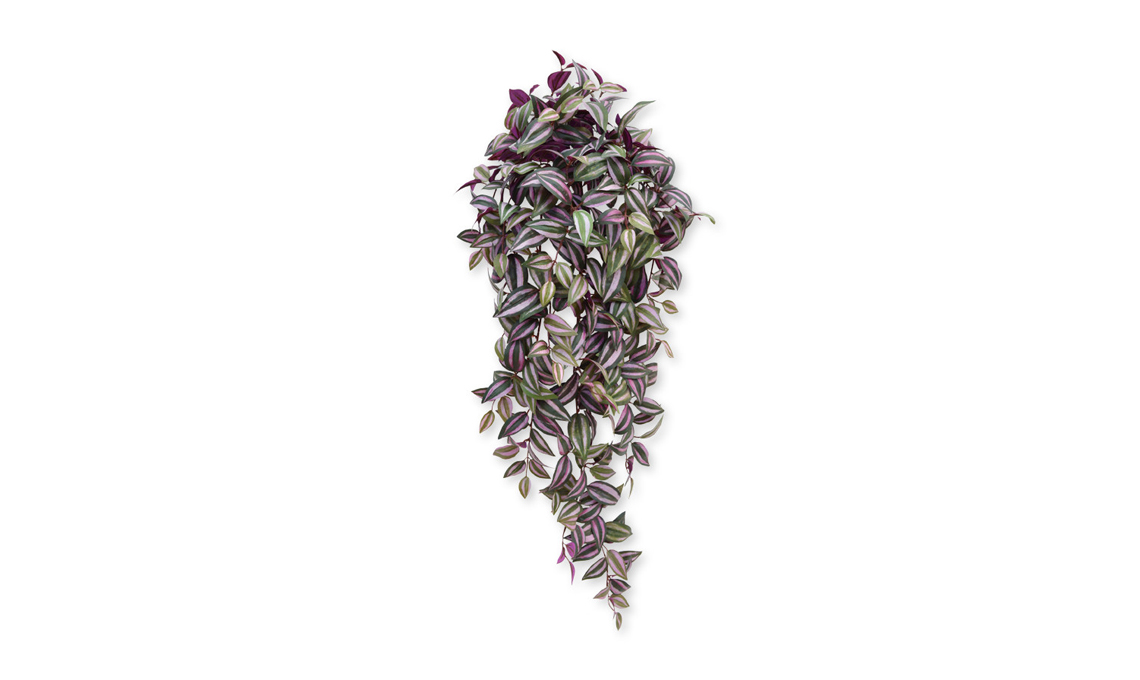 Pianta Tradescantia.