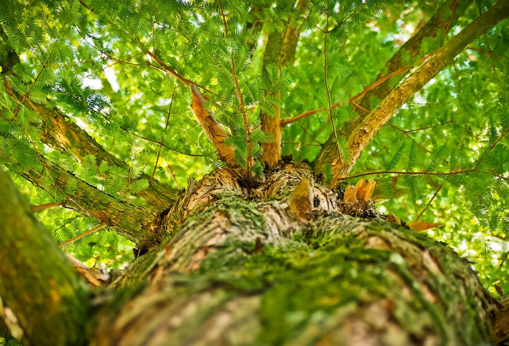 21 novembre 2017: la festa degli alberi