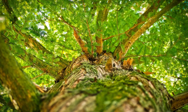 21 novembre 2017: la festa degli alberi
